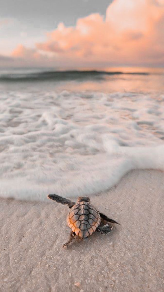 a baby turtle crawling on the sand at the ocean's edge with waves coming in