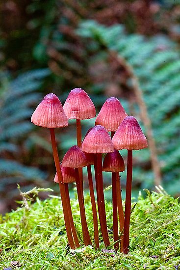 three pink mushrooms are growing out of the moss