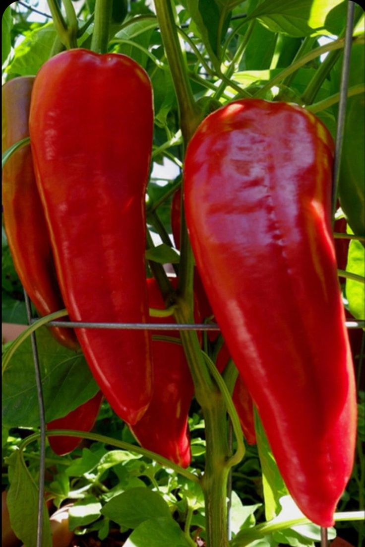 three red peppers growing on a plant in the garden