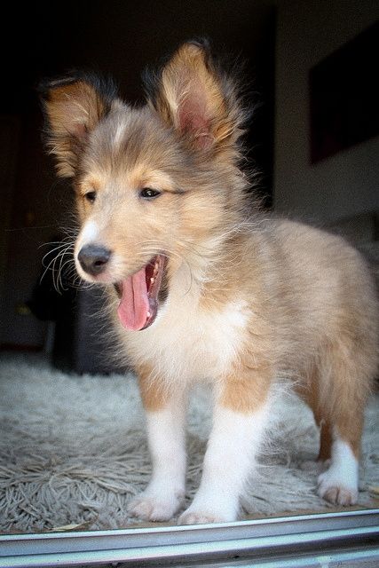 a small brown and white dog standing on top of a rug