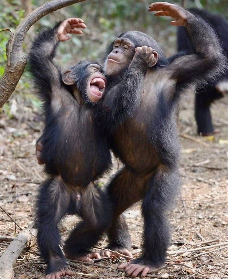 two young chimpankins playing with each other in the woods