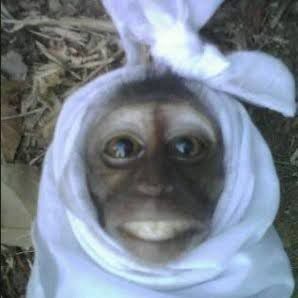 a small dog wearing a white towel around its neck and ears, looking up at the camera