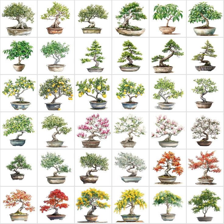 the different types of bonsai trees are shown in this image, and each tree has its own unique color scheme