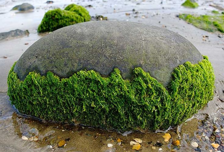 a rock covered in green moss sitting on top of a sandy beach