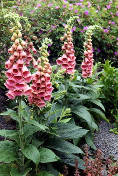 pink flowers are blooming in the garden