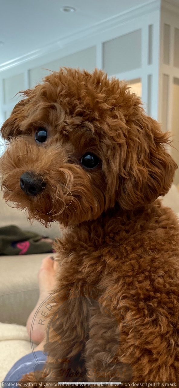 a small brown dog sitting on top of a couch