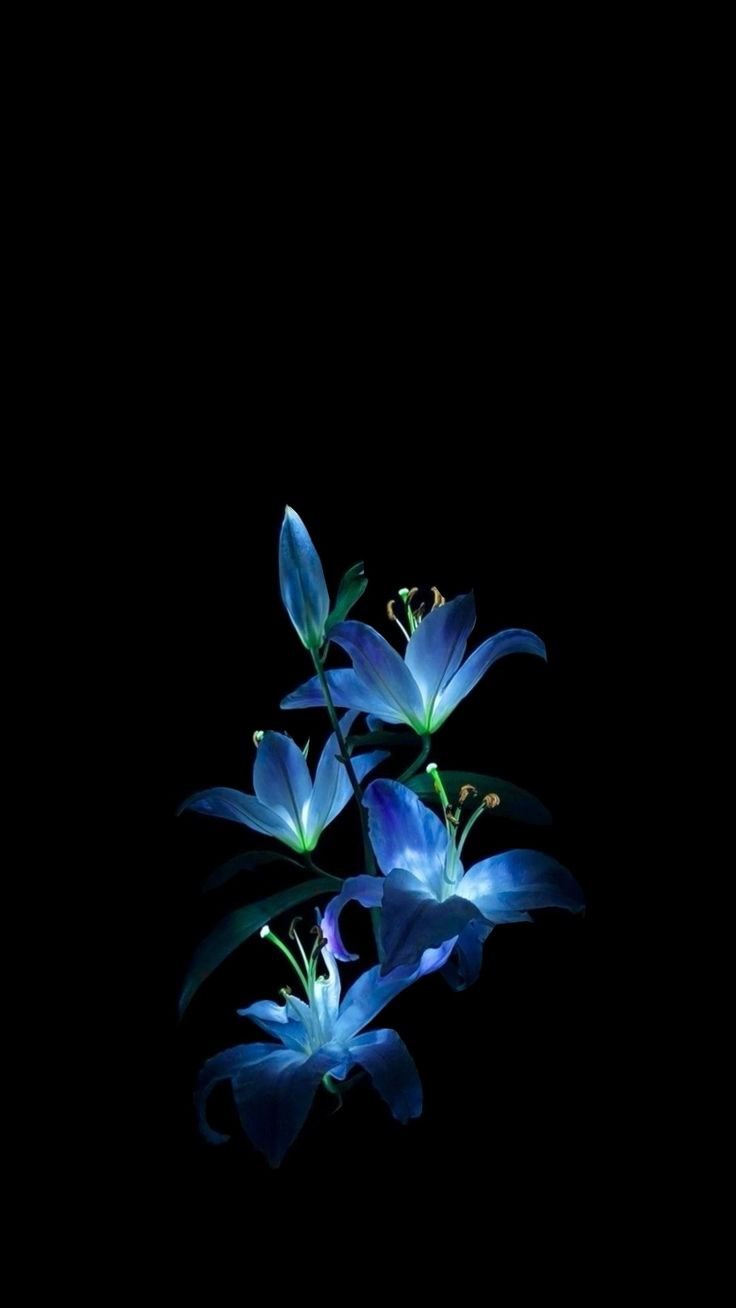 three blue flowers in the dark on a black background