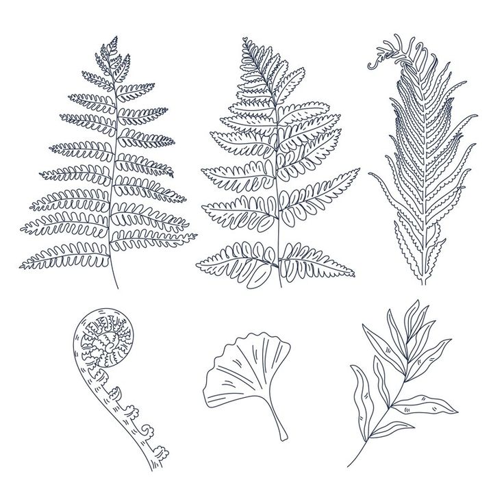 four different types of plants and leaves on a white background, one is drawn in black ink