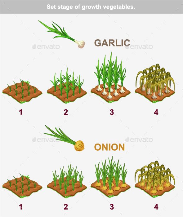 the stages of growing garlic plants