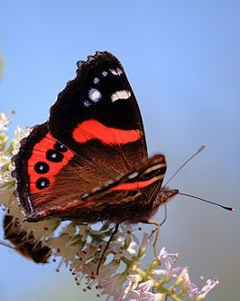 a red and black butterfly sitting on top of a white flower branch with blue sky in the background