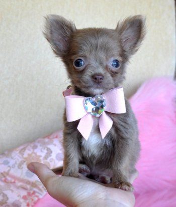 a small brown dog with a pink bow tie on it's head sitting in someones hand