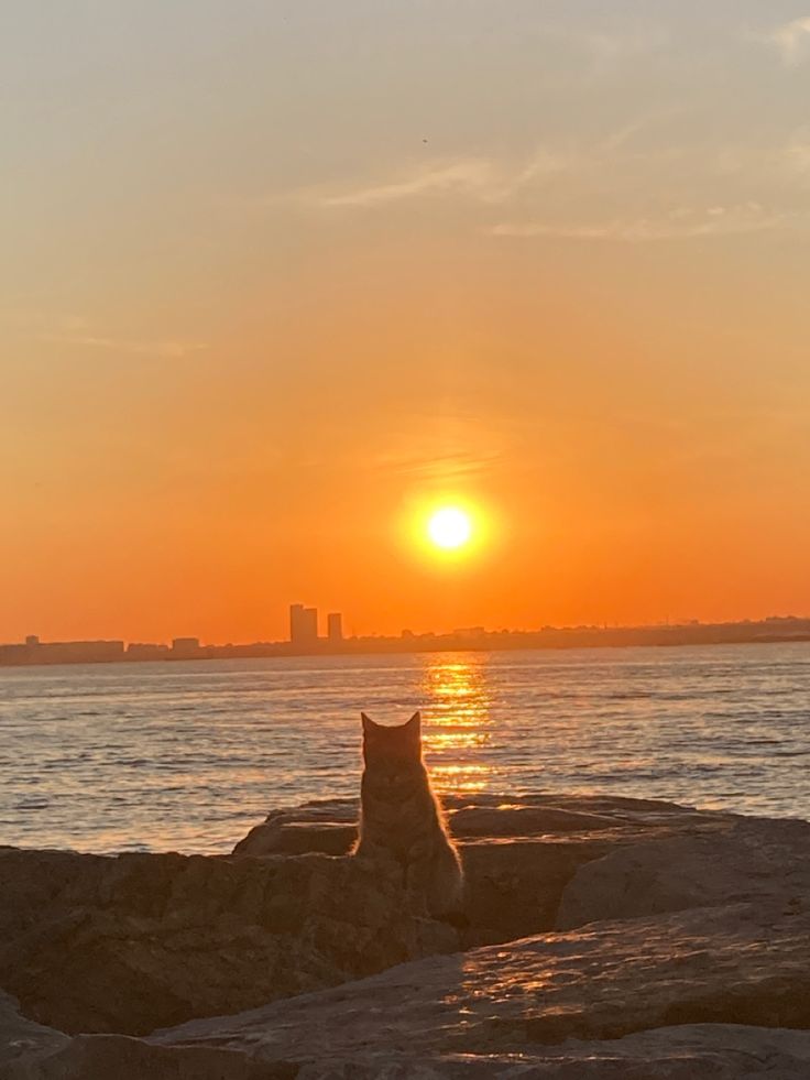 a cat sitting on the rocks watching the sun go down over the ocean with buildings in the background