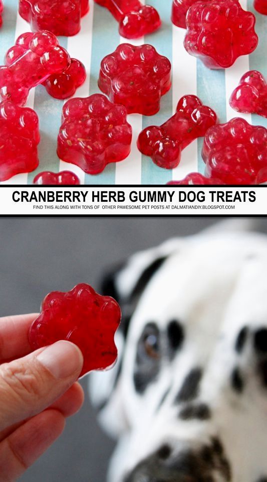 there is a dog that has gummy bears in it's mouth