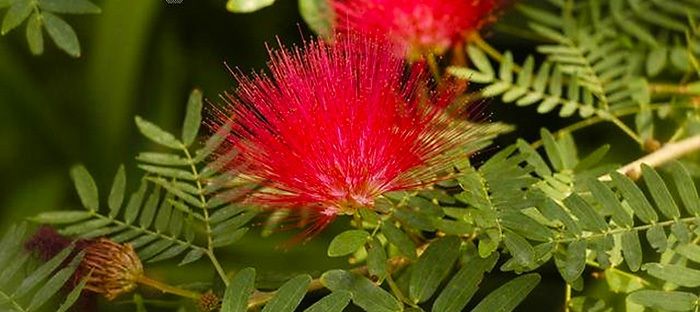 some red flowers and green leaves in the sun