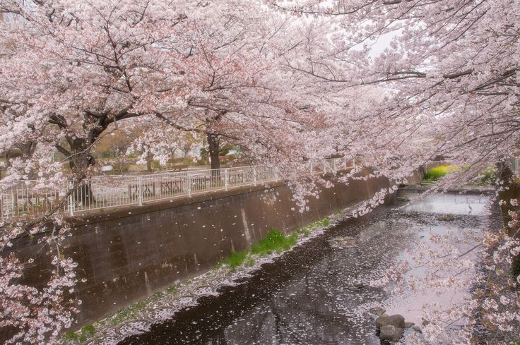 a river with lots of pink flowers on it and trees lining the banks in bloom