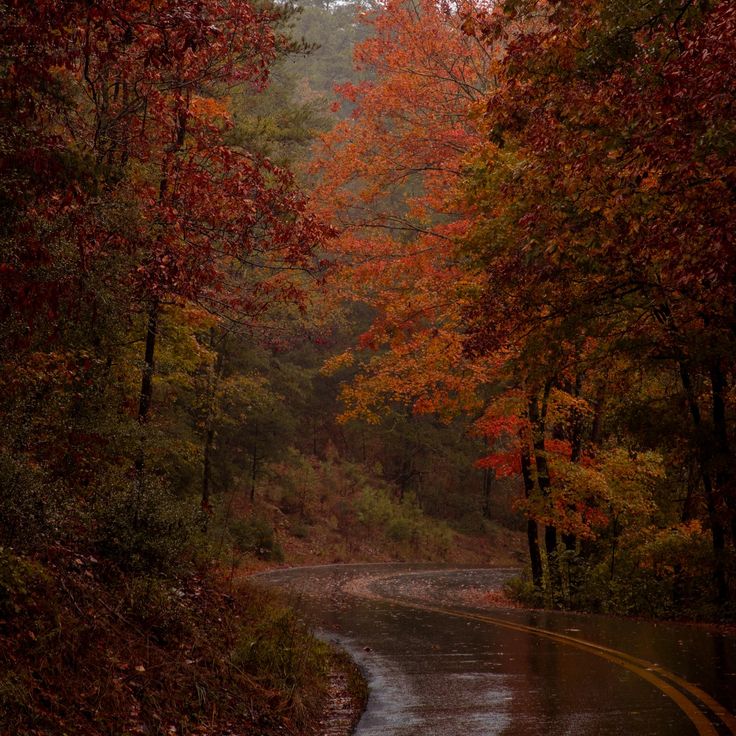 a wet road surrounded by trees in the fall