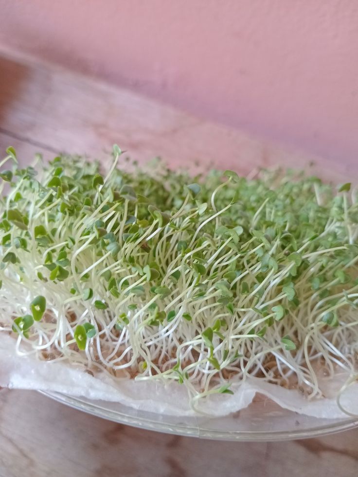 the sprouts are growing out of the soil in a bowl on the table