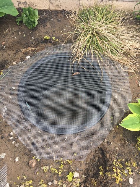 a hole in the ground with plants growing out of it and some dirt on the ground