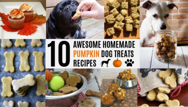 there are many different dog treats in this collage with the words, 10 awesome homemade pumpkin dog treats