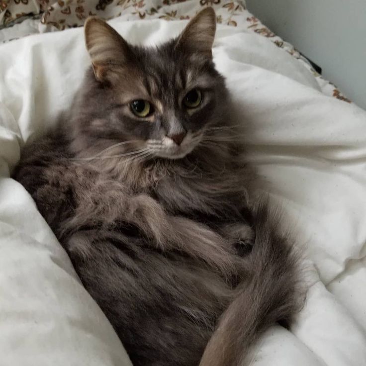 a long haired cat laying on top of a white comforter covered in blankets and pillows