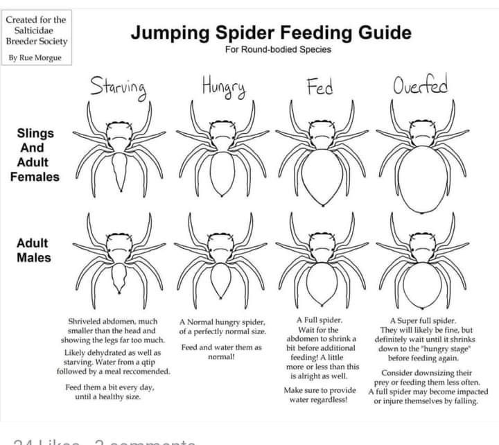 the different types of jumping spider feeding guide