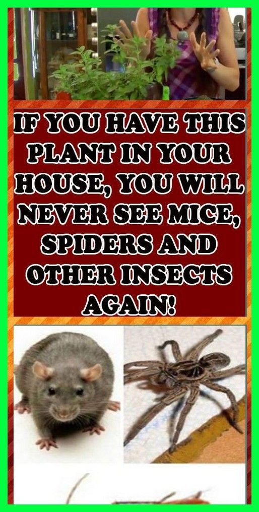 a poster with pictures of different animals and words that say, if you have this plant in your house, you will never see mice and other insects