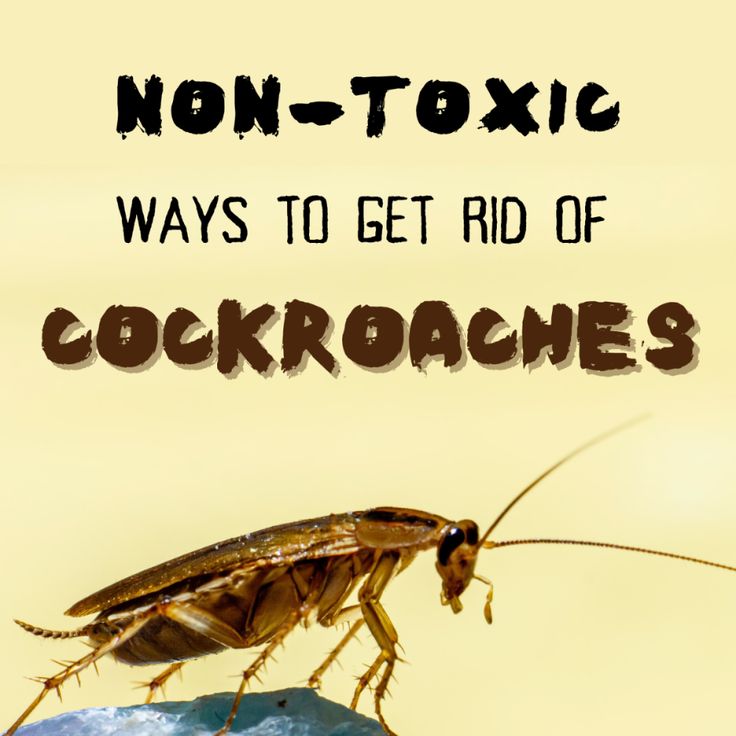 a cockroach on top of a rock with the words non - toxic ways to get rid of cockroaches