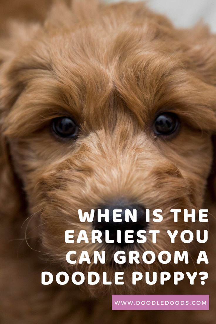 a brown dog with the words when is the earless you can groom a doodle puppy?