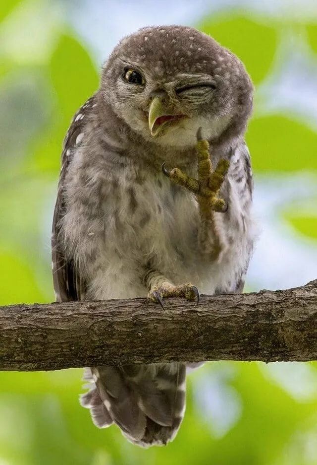 a small owl sitting on top of a tree branch