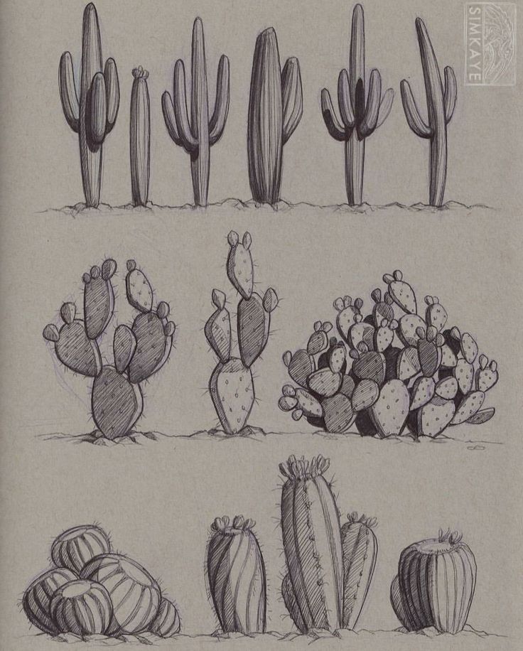 a drawing of different kinds of cactuses and cacti in various stages of development