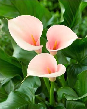 three pink flowers with green leaves in the background