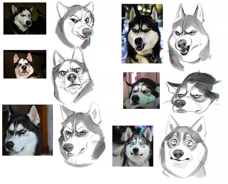 the husky dogs are drawn in different styles and sizes, all with different facial expressions