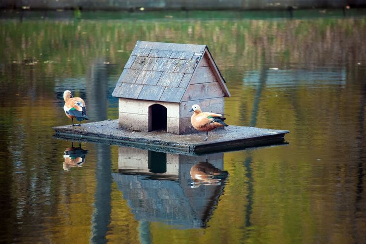 two birds sitting on top of a birdhouse in the water