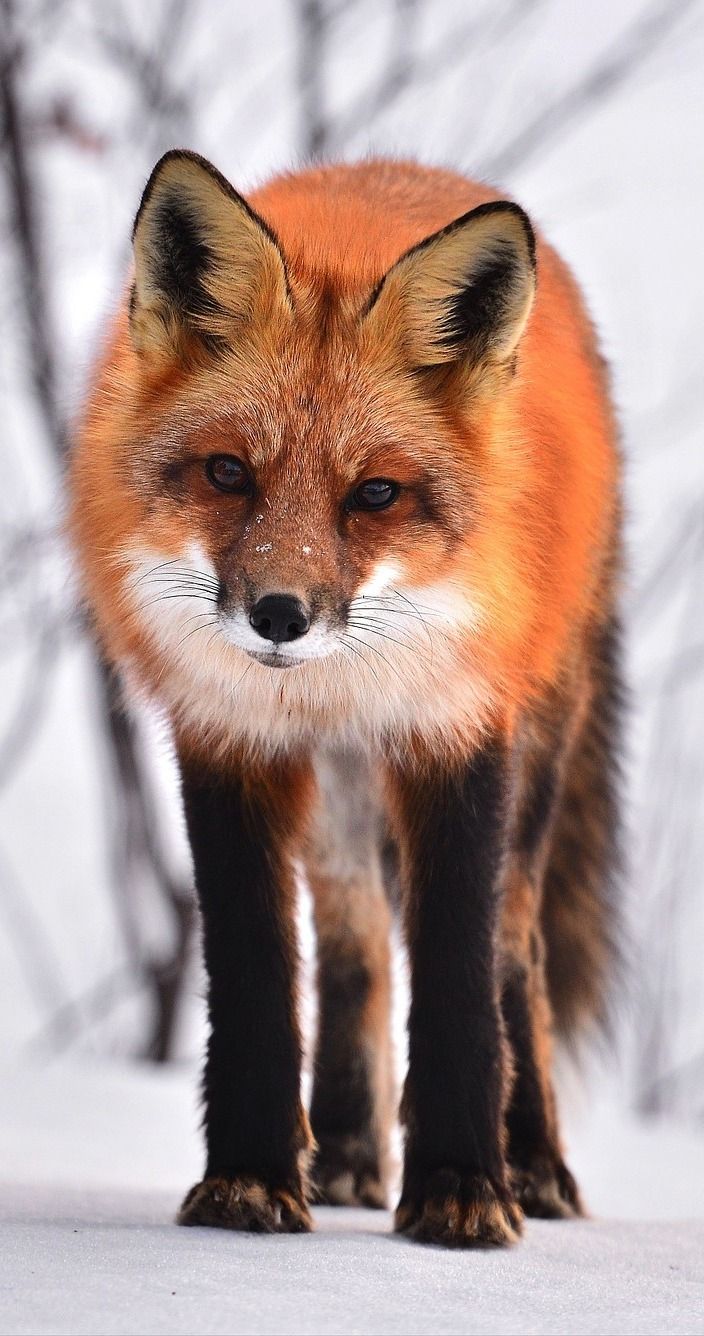 a red fox standing in the snow looking at the camera