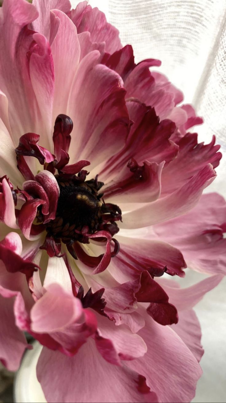 a pink and white flower in a vase