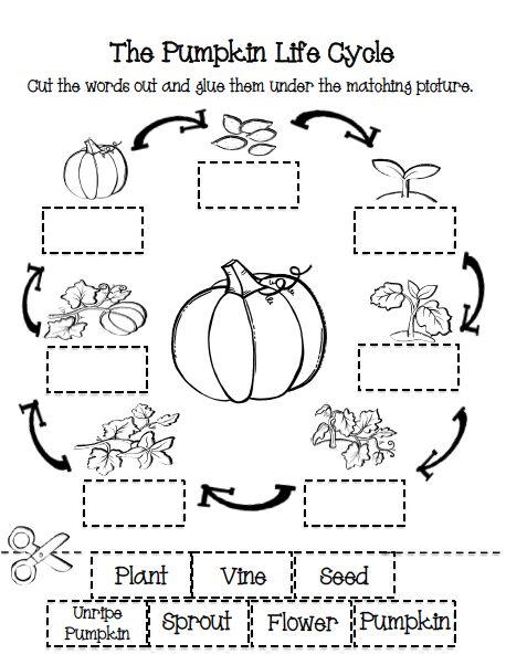 the pumpkin life cycle worksheet for kids to learn how to draw and color