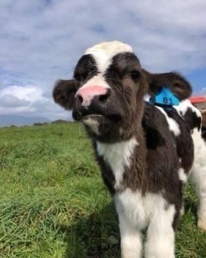 a brown and white cow standing on top of a lush green field