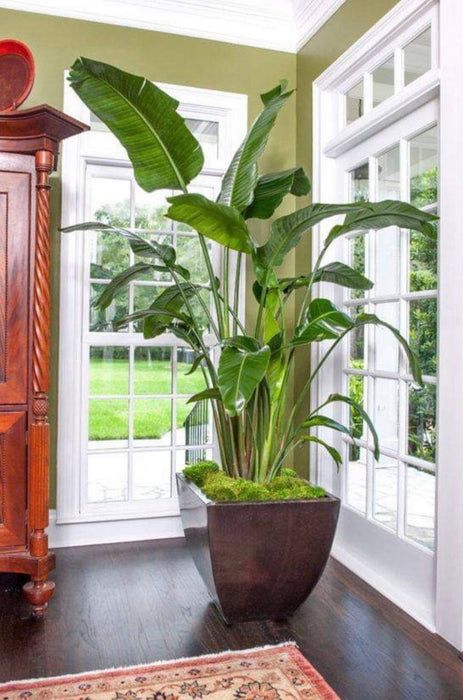 a large plant in a pot sitting on top of a wooden floor next to a window