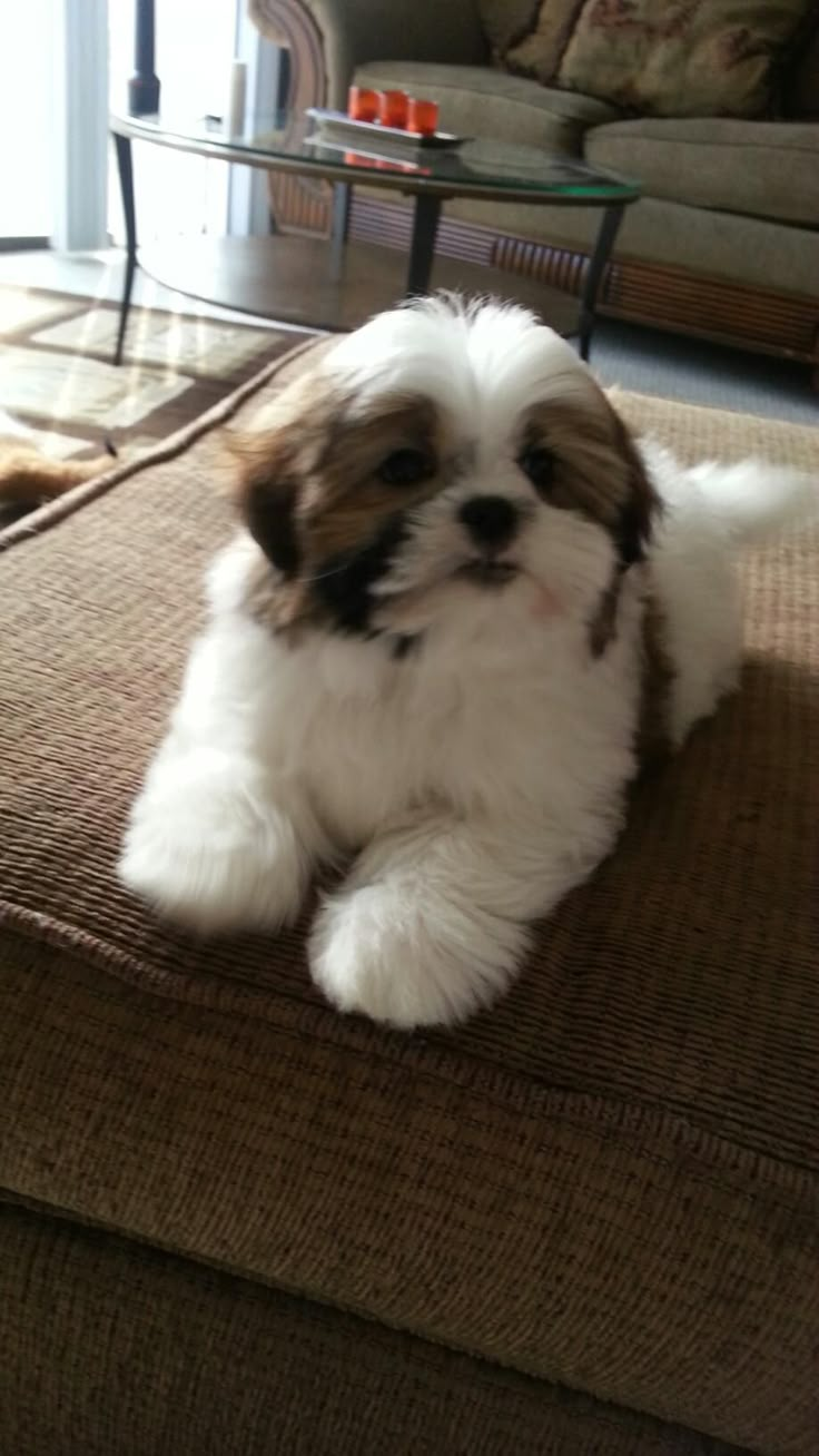 a small white and brown dog laying on top of a couch