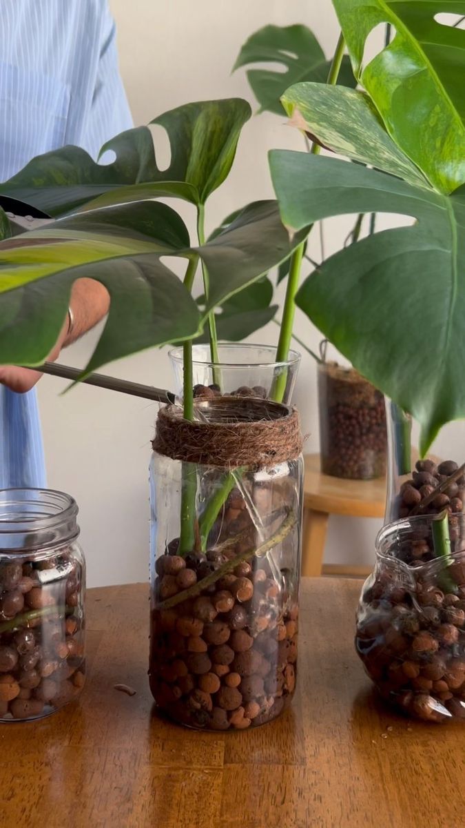 a person holding a plant in a jar filled with rocks and plants on a table