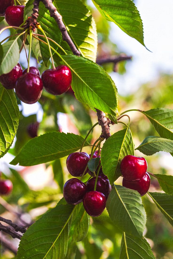 cherries hanging from a tree with green leaves