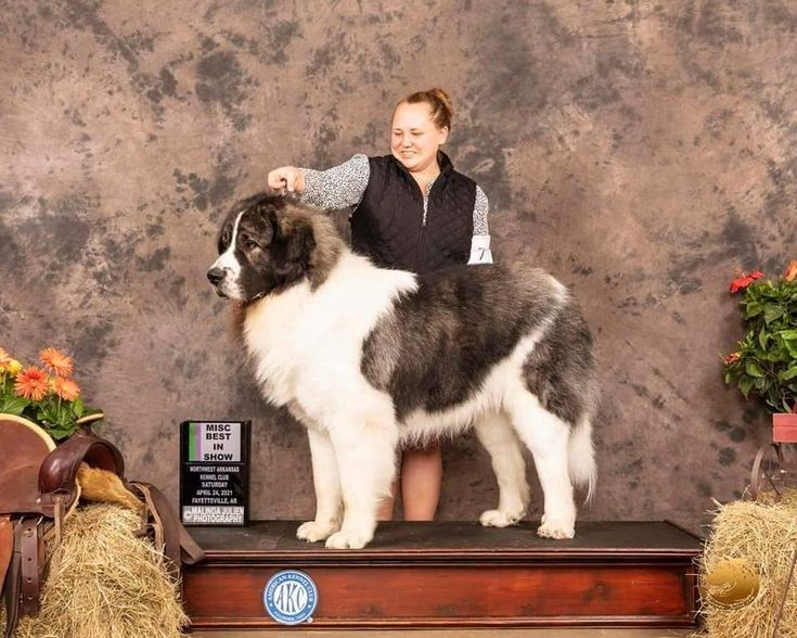 a woman standing next to a giant dog on top of a wooden platform with hay bales