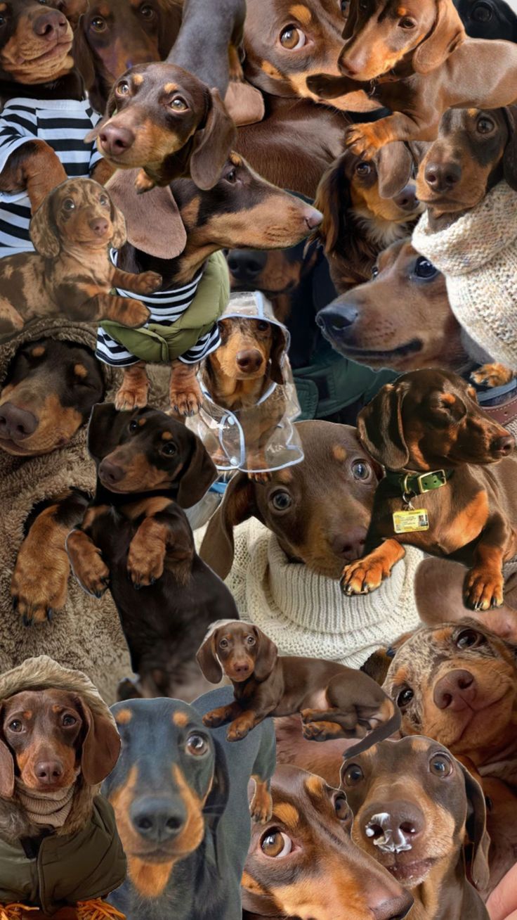 a group of dachshund dogs with hats and sweaters all looking at the camera