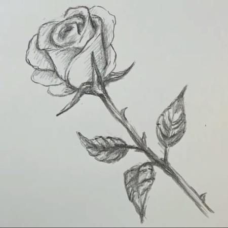 a pencil drawing of a single rose