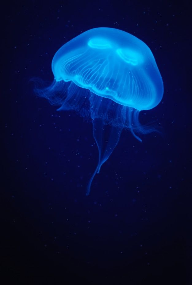 a blue jellyfish floating in the dark water