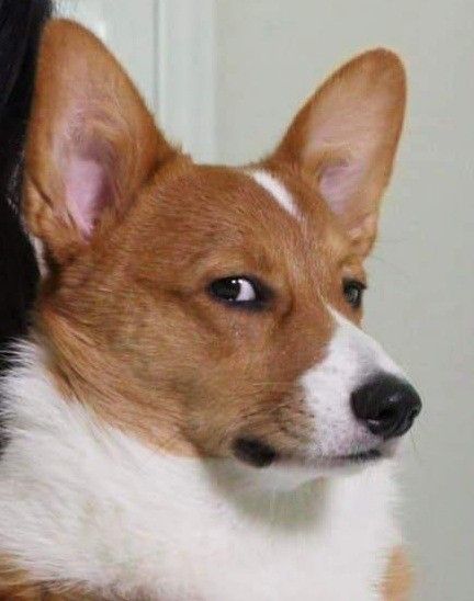 a brown and white dog sitting next to a door