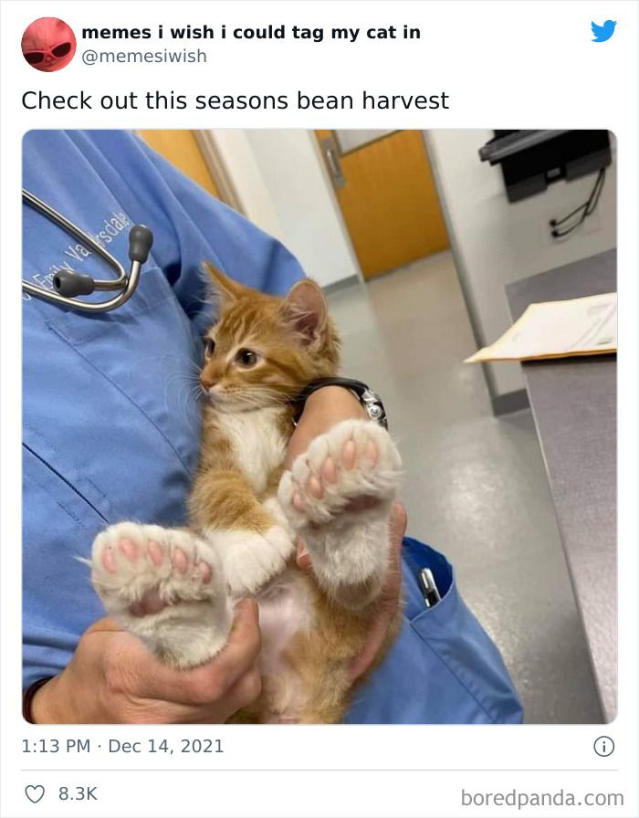 a person holding a small kitten in their lap with the caption memes i wish i could tag my cat in check out this seasons bean harvest