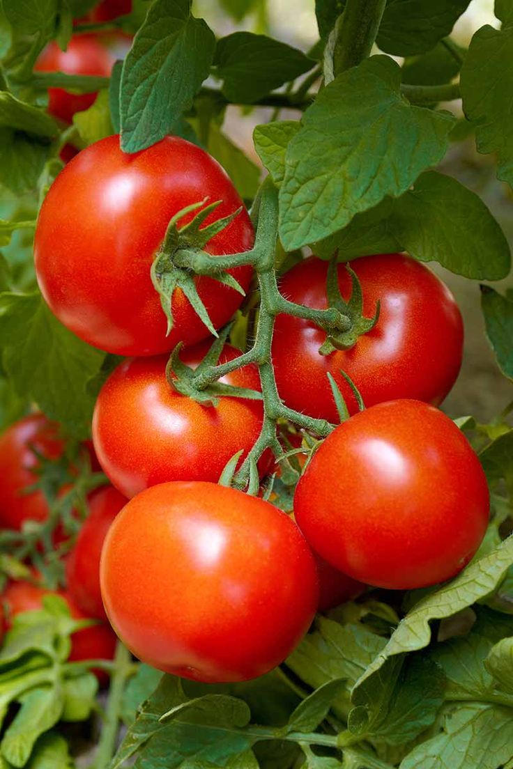 several tomatoes growing on the vine with green leaves