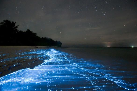 the water is glowing blue and it looks like they are floating in the ocean at night