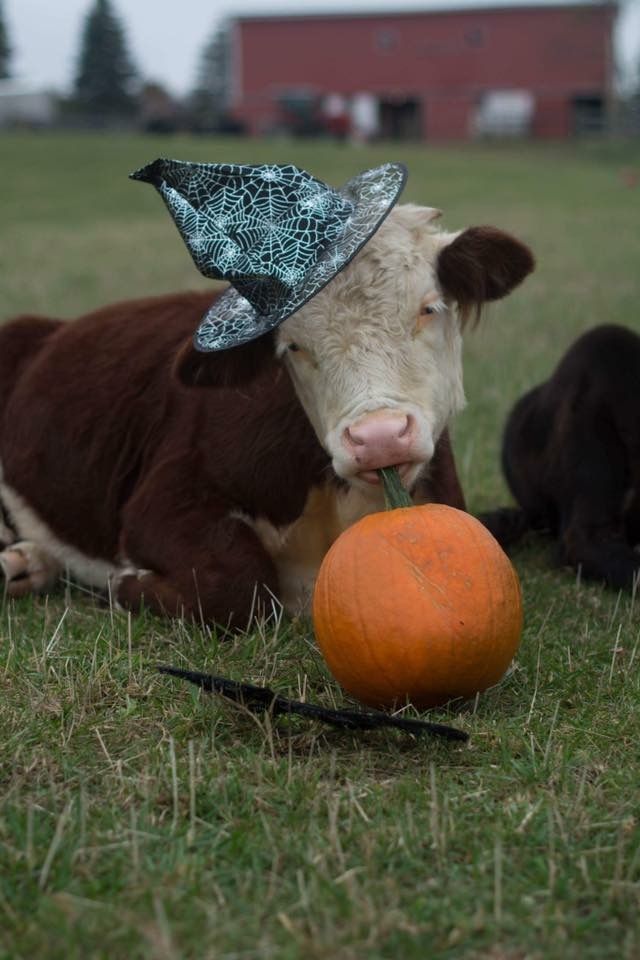 a cow laying in the grass next to an orange ball with a witches hat on its head